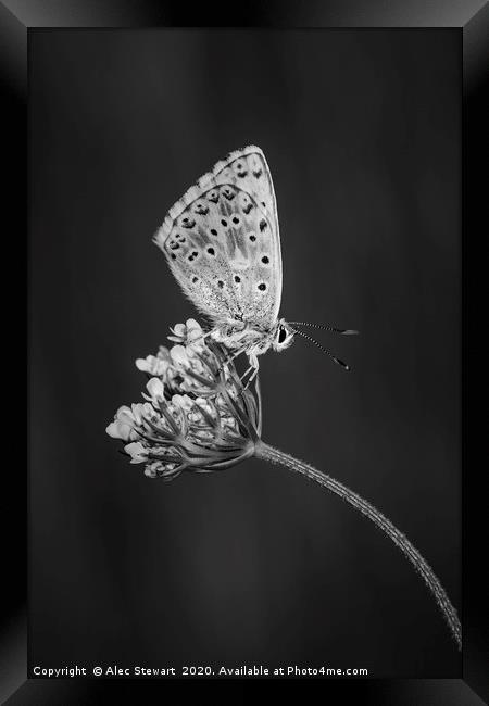  Chalkhill Blue Butterfly Framed Print by Alec Stewart