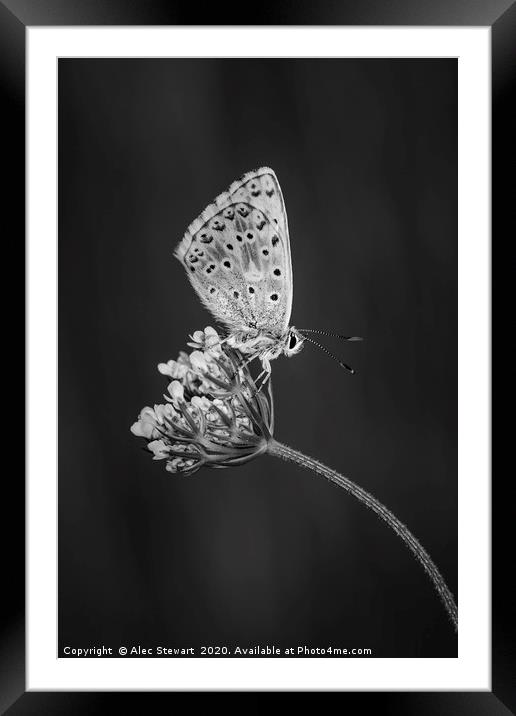  Chalkhill Blue Butterfly Framed Mounted Print by Alec Stewart