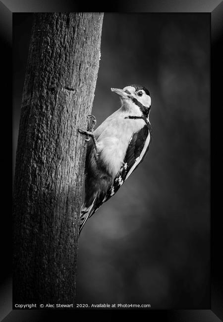 Great spotted woodpecker in Mono Framed Print by Alec Stewart