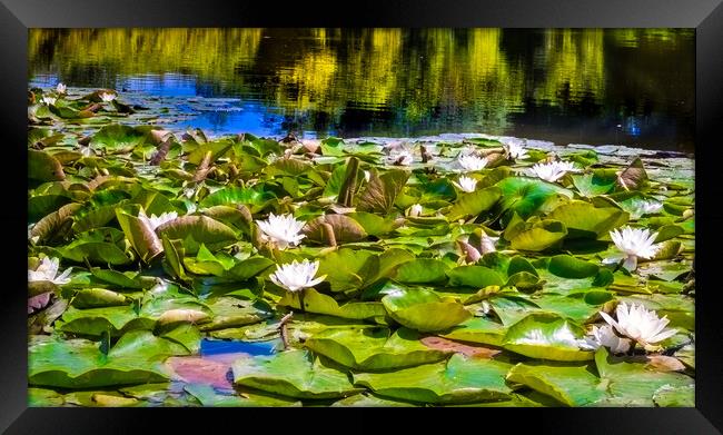 Water Lilies Framed Print by Steve Taylor