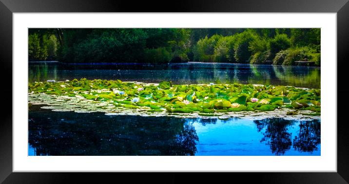 Waterlily azure  Framed Mounted Print by Steve Taylor