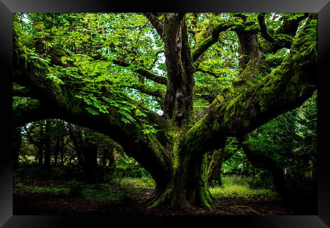 The forest sentinel  Framed Print by Steve Taylor