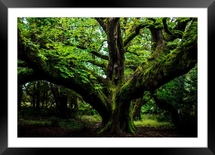 The forest sentinel  Framed Mounted Print by Steve Taylor