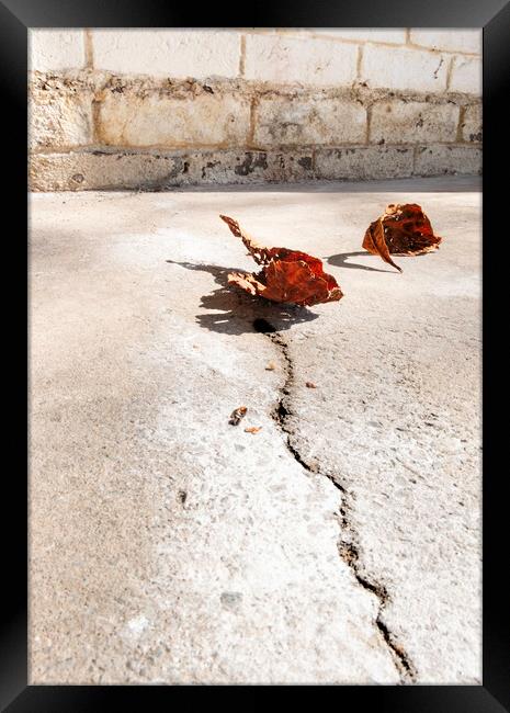 Cracked and Withered #3 Framed Print by Steve Taylor