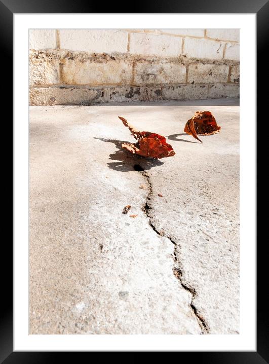 Cracked and Withered #3 Framed Mounted Print by Steve Taylor