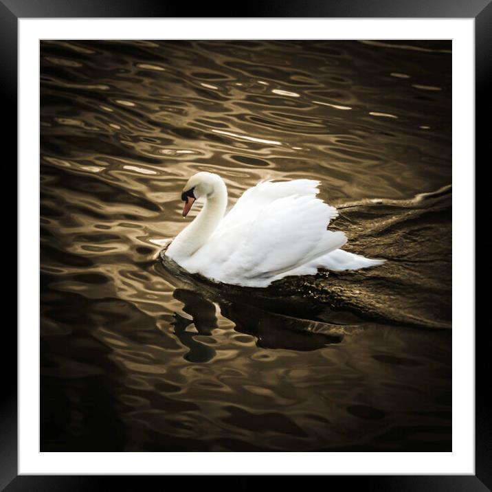One Swan on golden pond Framed Mounted Print by Steve Taylor