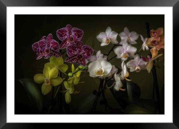 The drift of orchids. Framed Mounted Print by Steve Taylor