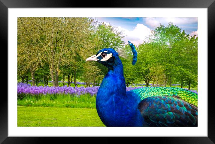 Peacock in a  garden setting  Framed Mounted Print by Steve Taylor