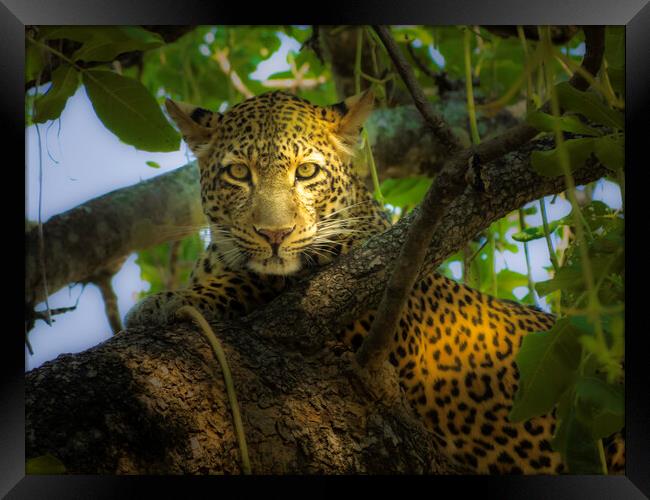 Leopard in dappled shade. Framed Print by Steve Taylor