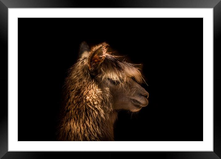 Alpaca profile  Framed Mounted Print by Steve Taylor