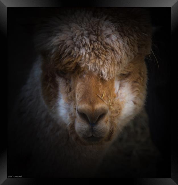 Alpaca full face  Framed Print by Steve Taylor