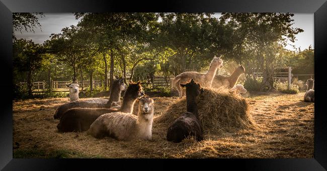 Alpaca @ Sunrise Framed Print by Steve Taylor