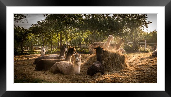 Alpaca @ Sunrise Framed Mounted Print by Steve Taylor