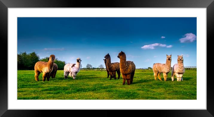 Alpaca Eight  Framed Mounted Print by Steve Taylor