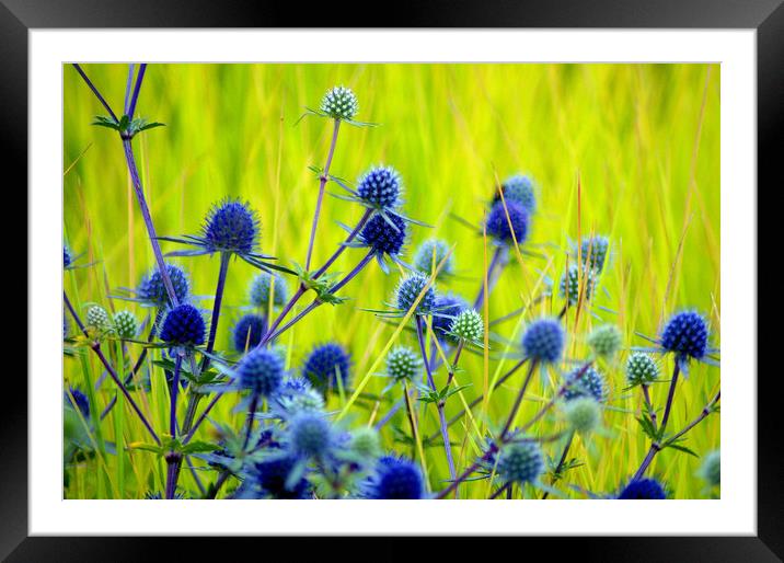 Bluey Green  Framed Mounted Print by Steve Taylor