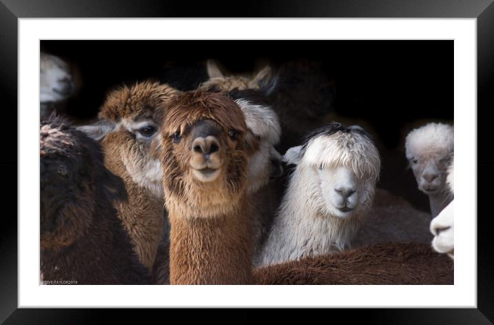 Sheering day  Framed Mounted Print by Steve Taylor