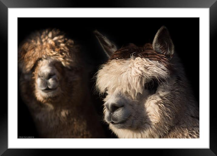 Cuddly Alpaca  Framed Mounted Print by Steve Taylor