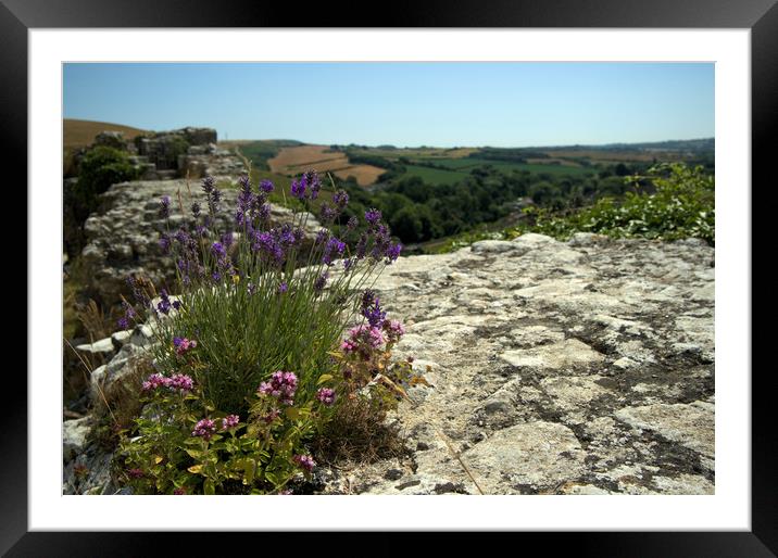 Herbs growing wild on the ramparts of Corfe  Framed Mounted Print by Steve Taylor