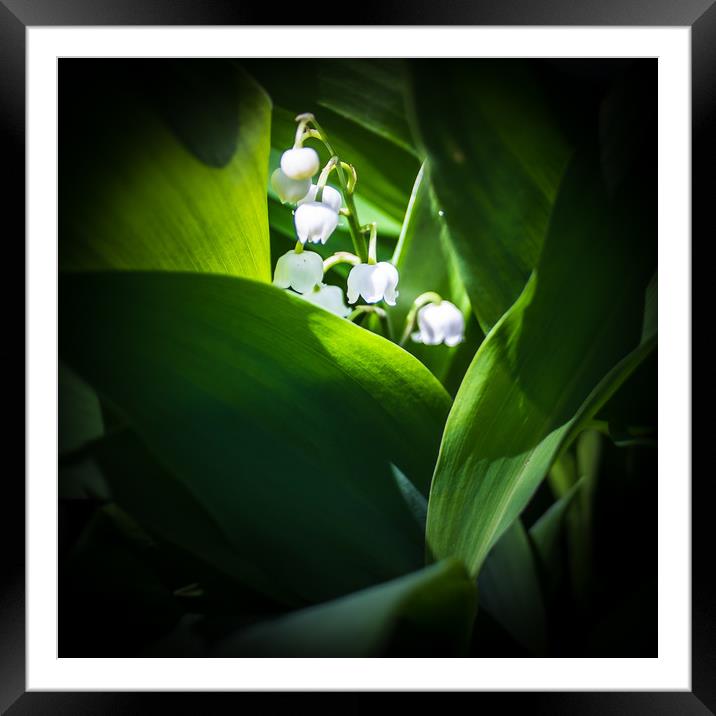 Lilies o' the Vale  Framed Mounted Print by Steve Taylor