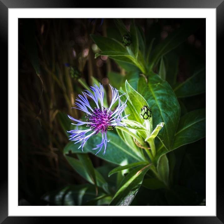 Cornflower blues  Framed Mounted Print by Steve Taylor