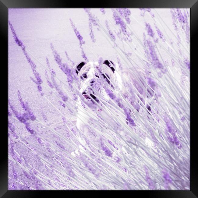 Bulldog hiding in lavender  Framed Print by Steve Taylor