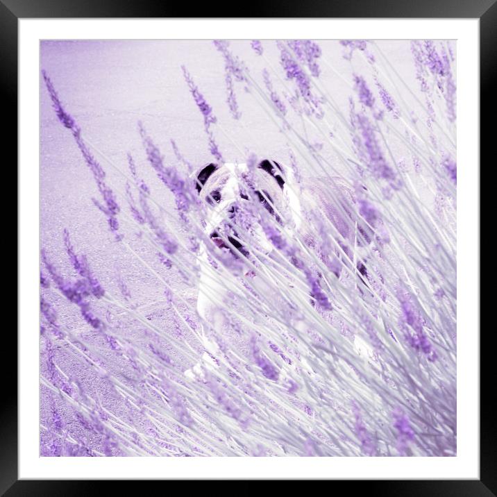 Bulldog hiding in lavender  Framed Mounted Print by Steve Taylor