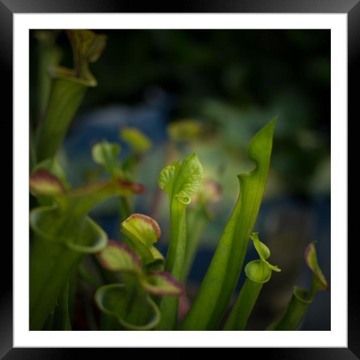 Waiting for lunch Framed Mounted Print by Steve Taylor