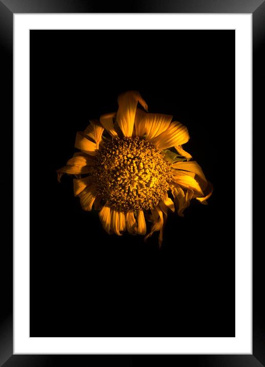 Ah!  Sunflower Framed Mounted Print by Steve Taylor