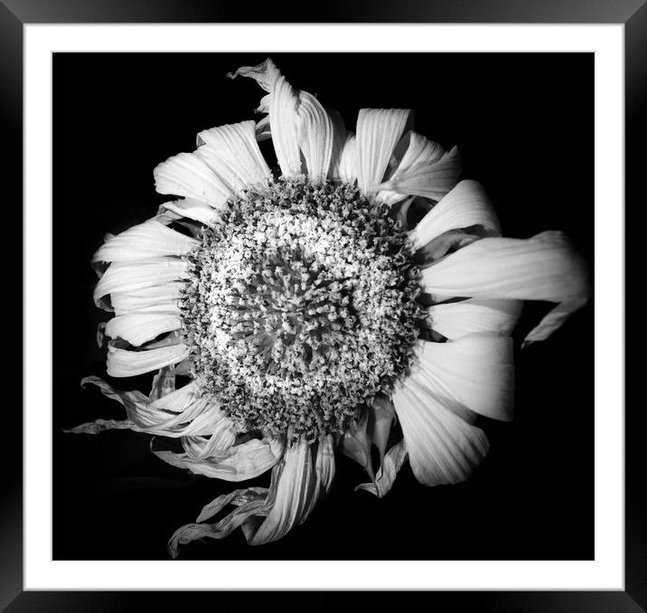 Melancholic Sunflower  Framed Mounted Print by Steve Taylor