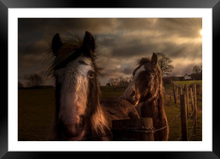Horses in the morning sun  Framed Mounted Print by Steve Taylor