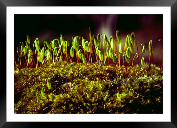 Rolling stone gathers no moss Framed Mounted Print by Steve Taylor