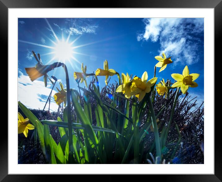 Yellow trumpets announce  the arrival of spring  Framed Mounted Print by Steve Taylor