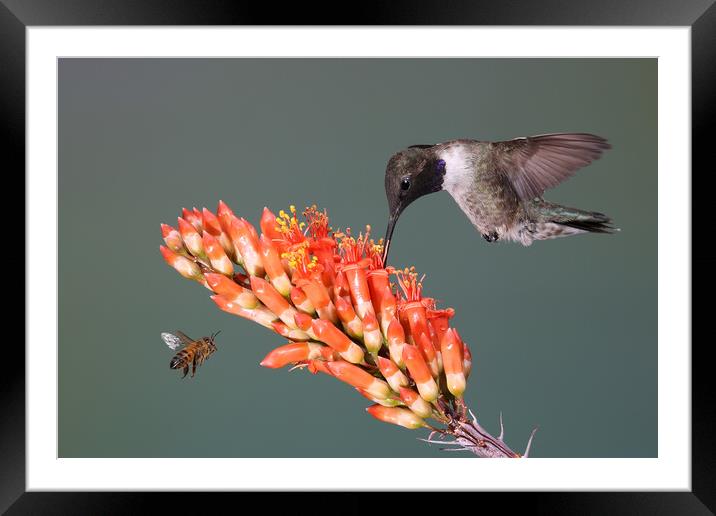 Black-chinned Hummingbird & friend Framed Mounted Print by John Hudson