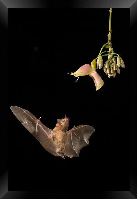 Bat feeding from flower Framed Print by John Hudson
