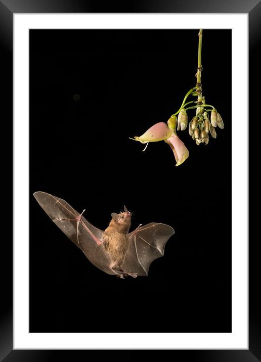 Bat feeding from flower Framed Mounted Print by John Hudson