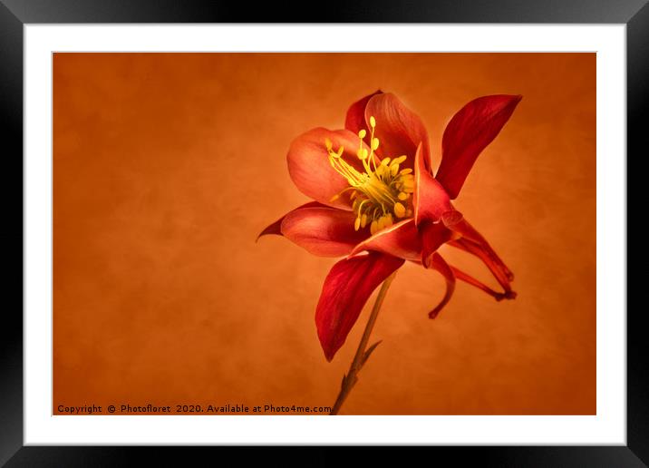 Aquilegia  Framed Mounted Print by  Photofloret