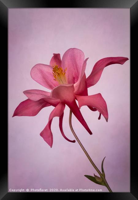 Pink Aquilegia Framed Print by  Photofloret