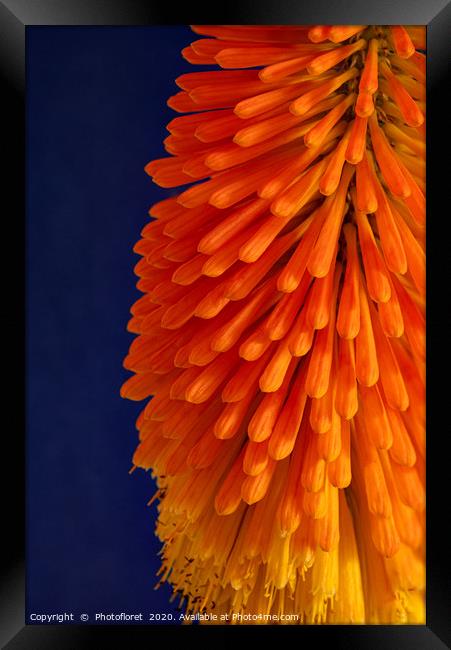 Orange Kniphofia Framed Print by  Photofloret