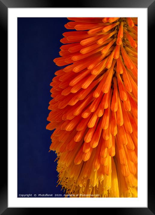 Orange Kniphofia Framed Mounted Print by  Photofloret