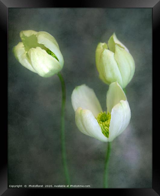 Clematis trio Framed Print by  Photofloret