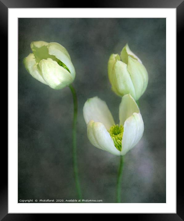 Clematis trio Framed Mounted Print by  Photofloret