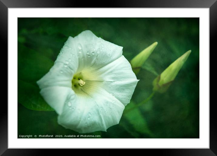 Morning Glory Framed Mounted Print by  Photofloret