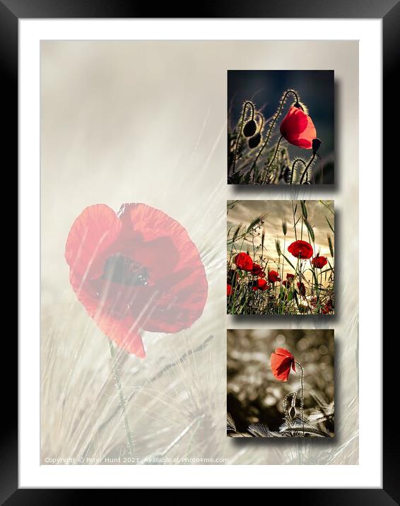 Poppies Framed Mounted Print by Peter Hunt