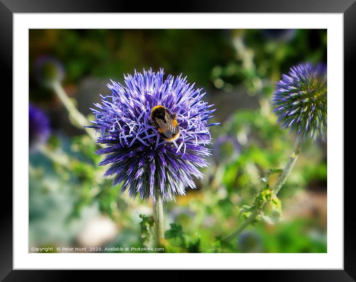 Bee on summer flower Framed Mounted Print by Peter Hunt