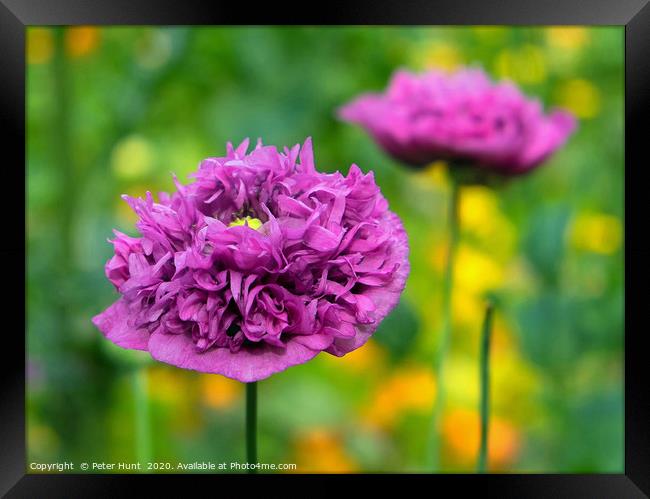 Purple Opium Poppy Framed Print by Peter Hunt