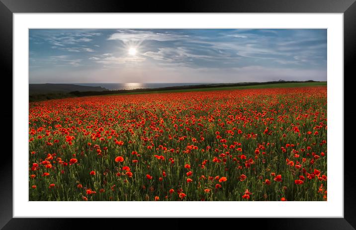Sun over Poppies, West Pentire, Cornwall Framed Mounted Print by Mick Blakey