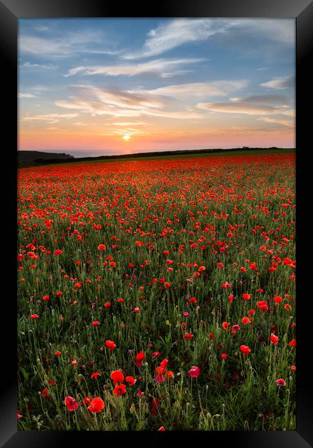Sunset over Poppies, West Pentire, Cornwall Framed Print by Mick Blakey