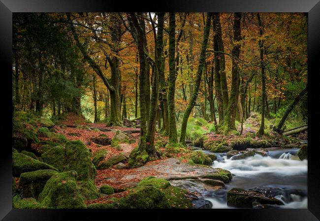 Autumn Woodland, Golitha Falls, Cornwall Framed Print by Mick Blakey