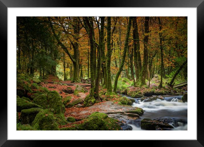 Autumn Woodland, Golitha Falls, Cornwall Framed Mounted Print by Mick Blakey