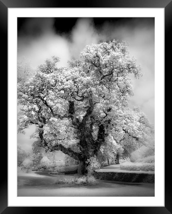 Majestic Oak Tree  Framed Mounted Print by Mick Blakey